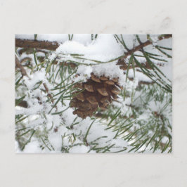 Snowy Pine Cone I冬自然撮影 ポストカード