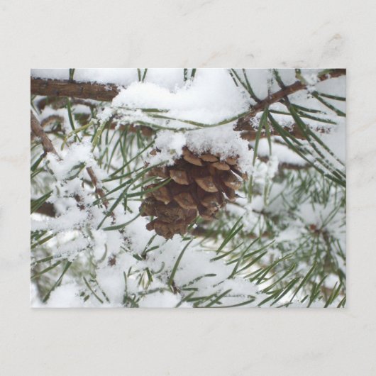 Snowy Pine Cone I冬自然撮影 ポストカード (正面)