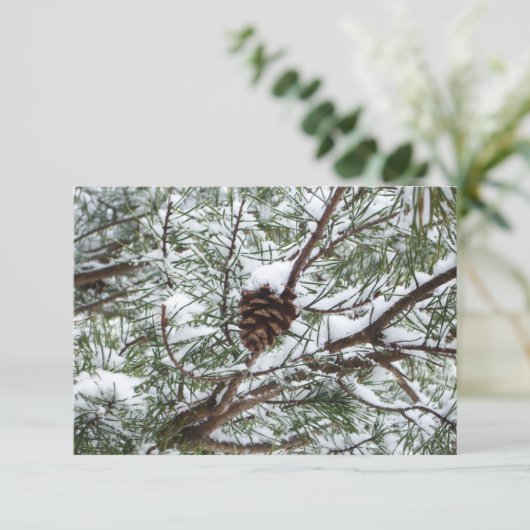 Snowy Pine Cone II冬の自然撮影 (スタンド正面)