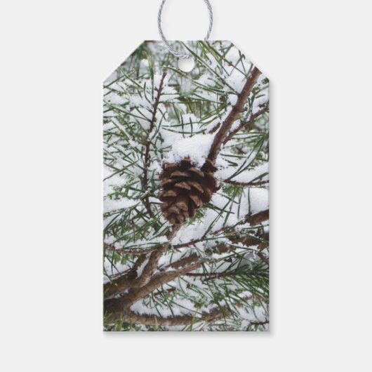 Snowy Pine Cone II冬の自然撮影 ギフトタグ (正面)