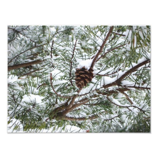 Snowy Pine Cone II冬の自然撮影 フォトプリント (正面)