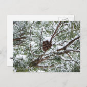 Snowy Pine Cone II冬の自然撮影 ポストカード (正面/裏面)