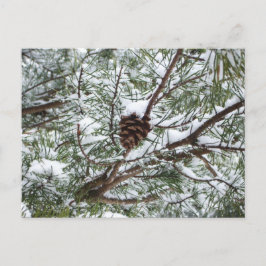 Snowy Pine Cone II冬の自然撮影 ポストカード