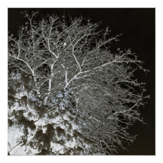 Snowy Tree branches Photo Negative ポスター