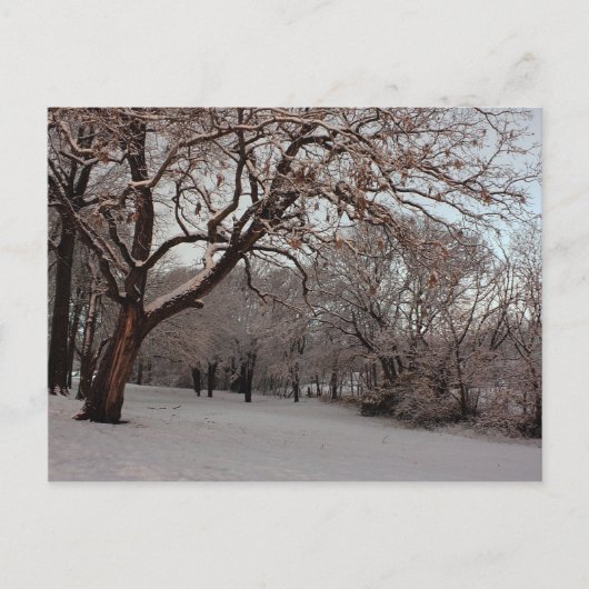 Snowy Woodsフォトポストカード ポストカード (正面)
