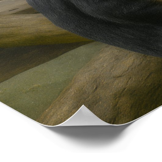 Snub-Nosed Monkey in Woodland Refuge ポスター (角)