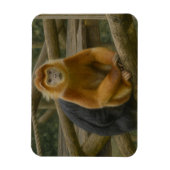 Snub-Nosed Monkey in Woodland Refuge マグネット (縦)