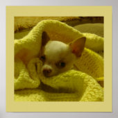Snuggled Chihuahua Puppy Poster ポスター (正面)