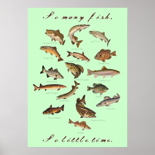 So Many Fish, So Little Time Poster ポスター (正面)