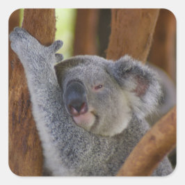 So Sweet Koala Bearステッカー スクエアシール
