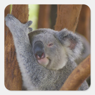 So Sweet Koala Bearステッカー スクエアシール