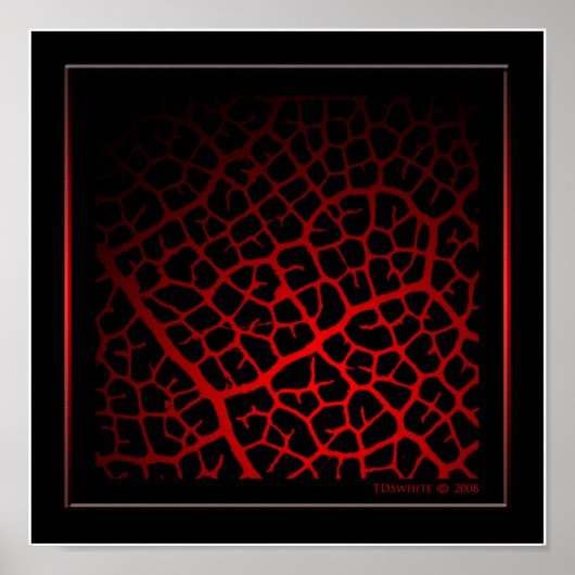 So Veinポスター ポスター (正面)