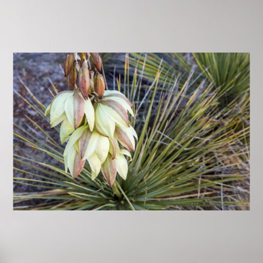 Soaptree Yucca Flowers In The Upper Missouri ポスター (正面)