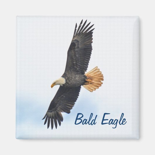 Soaring Bald Eagle Wildifeフォトアート マグネット (正面)