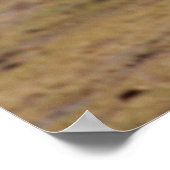 Soaring Hunter – アフリカ・ラプター飛行中 ポスター (角)