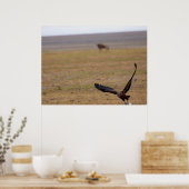 Soaring Hunter – アフリカ・ラプター飛行中 ポスター (キッチン)