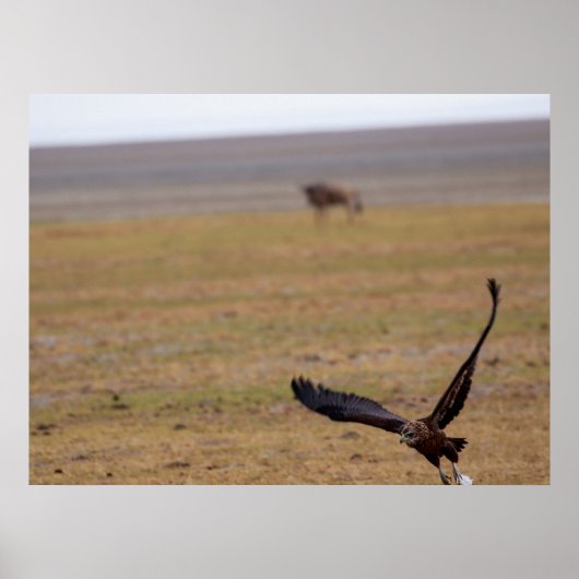 Soaring Hunter – アフリカ・ラプター飛行中 ポスター (正面)