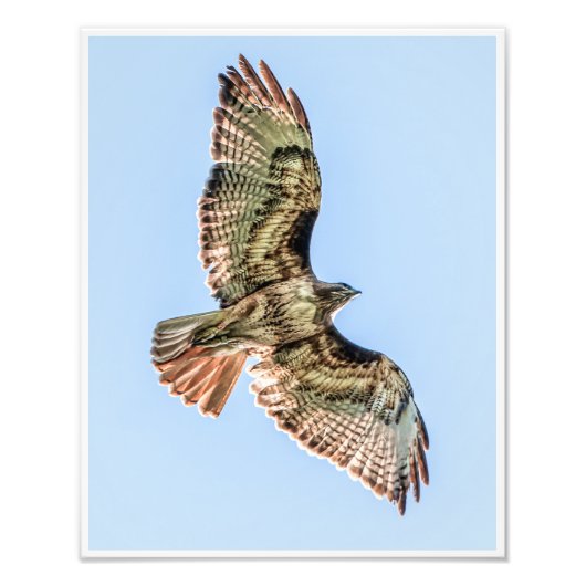 Soaring Red-Tailed Hawk – Wildlife Nature Print フォトプリント (正面)