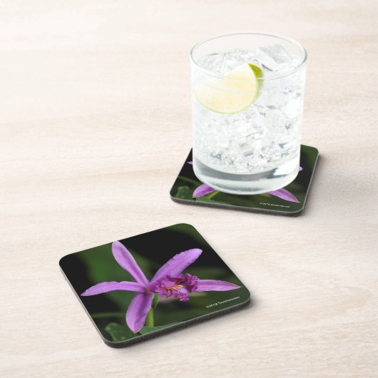 Sobralia Bouchei コースター (右側)