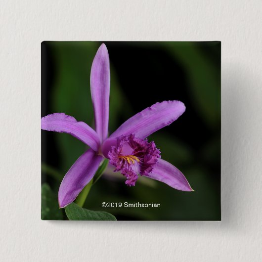 Sobralia Bouchei 缶バッジ (正面)