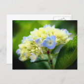 Soft Blue Hydrangea Flower Photography ポストカード (正面/裏面)