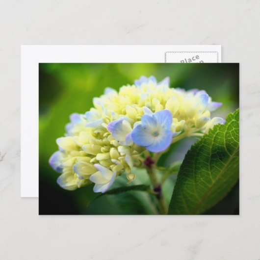 Soft Blue Hydrangea Flower Photography  ポストカード (正面/裏面)