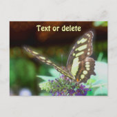 Soft Butterfly On Flower Nature Photo Personalized ポストカード (正面)