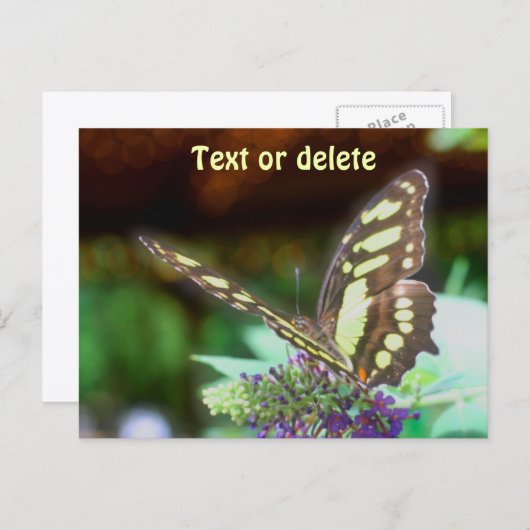Soft Butterfly On Flower Nature Photo Personalized ポストカード (正面/裏面)