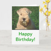 Soft Coated Wheaten Terrier カード (黄色い花)