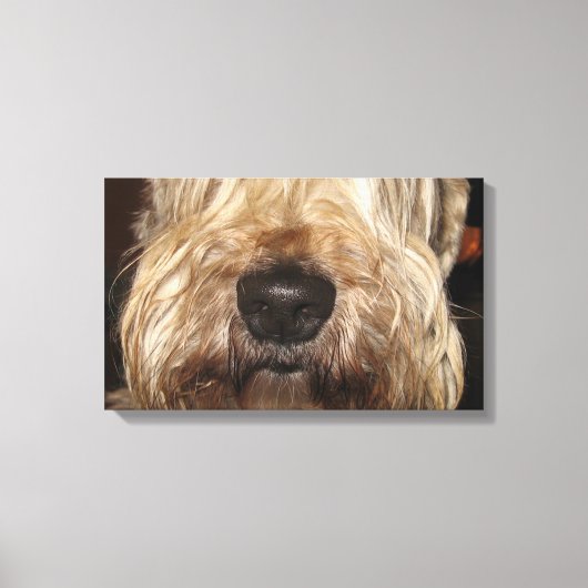 soft coated wheaton terrier.png キャンバスプリント (正面)
