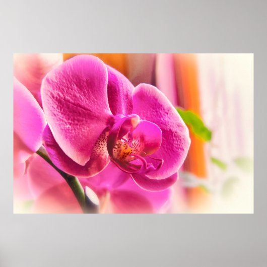 Soft Focus Pink Orchid Floral Photo Poster ポスター (正面)