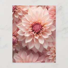 soft pastel colored dahlia flower ポストカード
