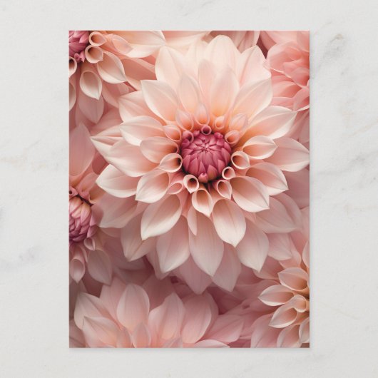 soft pastel colored dahlia flower ポストカード (正面)