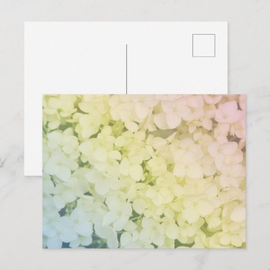 Soft Pastel Rainbow Hydrangea ポストカード (正面/裏面)