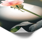 Soft Petals, Gentle Glow 🌸 ポスター (角)