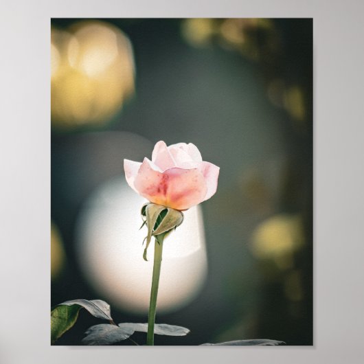 Soft Petals, Gentle Glow 🌸 ポスター (正面)