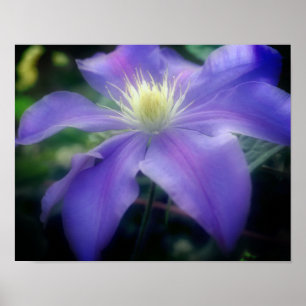 Soft Purple Clematis Flower ポスター