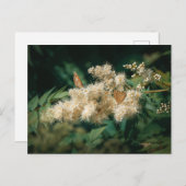 Soft White Blossoms with Butterflies ポストカード (正面/裏面)