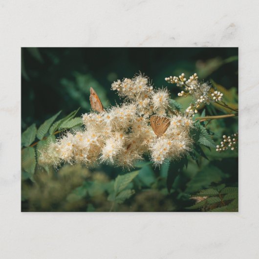 Soft White Blossoms with Butterflies ポストカード (正面)