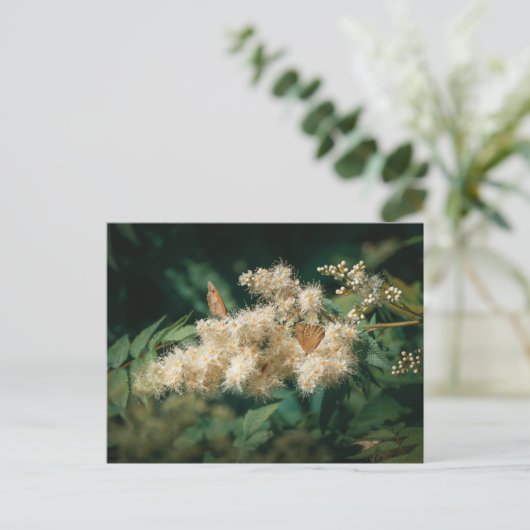 Soft White Blossoms with Butterflies ポストカード (スタンド正面)