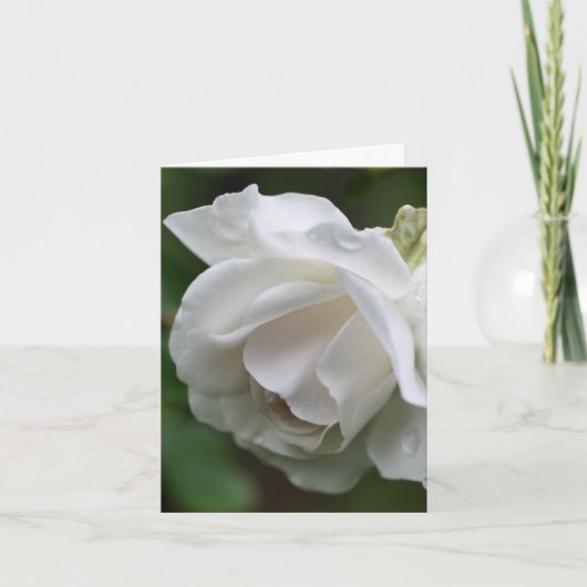 Soft White Rose Flower Photography  ノートカード (正面)