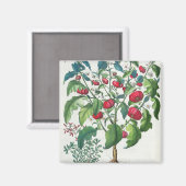 Solanum Pomiferum; 2.アマラカス・バルガリス， マグネット (正面/裏面)