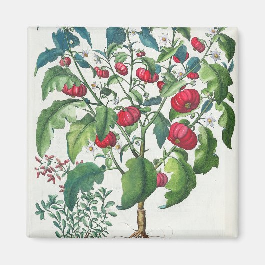 Solanum Pomiferum; 2.アマラカス・バルガリス， マグネット (正面)