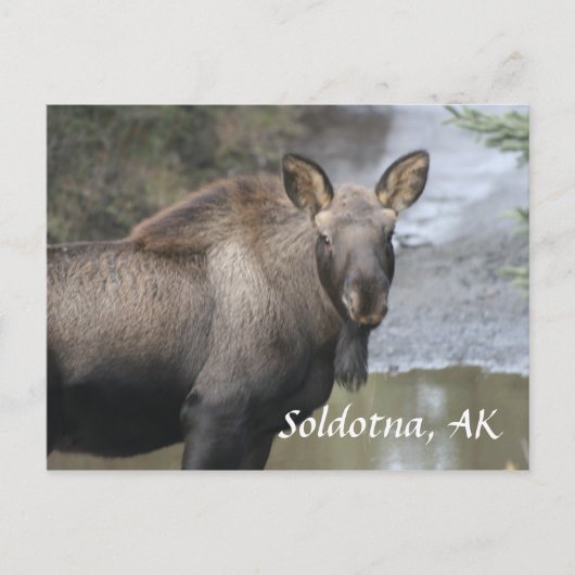 , Soldotna, AK ポストカード (正面)