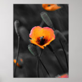 Solitary Bloom in Monochrome ポスター (正面)