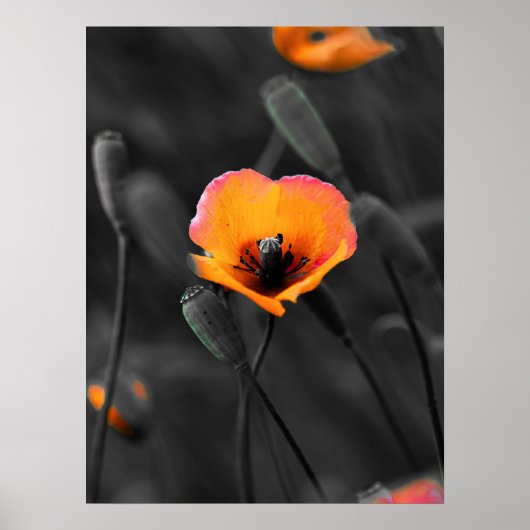 Solitary Bloom in Monochrome ポスター (正面)