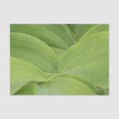 Solomons Seal 薄葉紙 (正面)