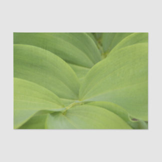 Solomons Seal 薄葉紙