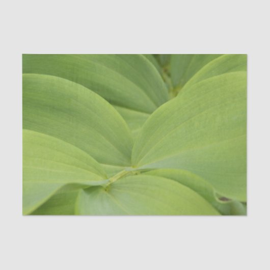 Solomons Seal 薄葉紙 (正面)