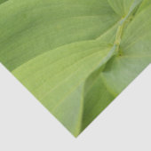 Solomons Seal 薄葉紙 (詳細)